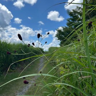 ワレモコウと青空