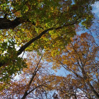 見上げても紅葉。