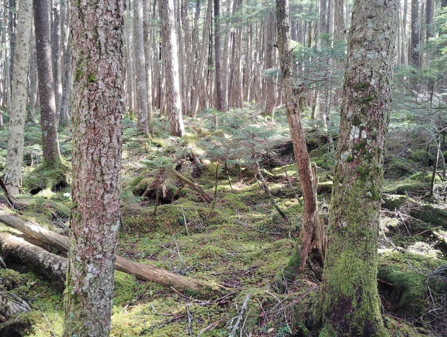 白駒池入口-ニュウ-中山峠 縦走コースの写真