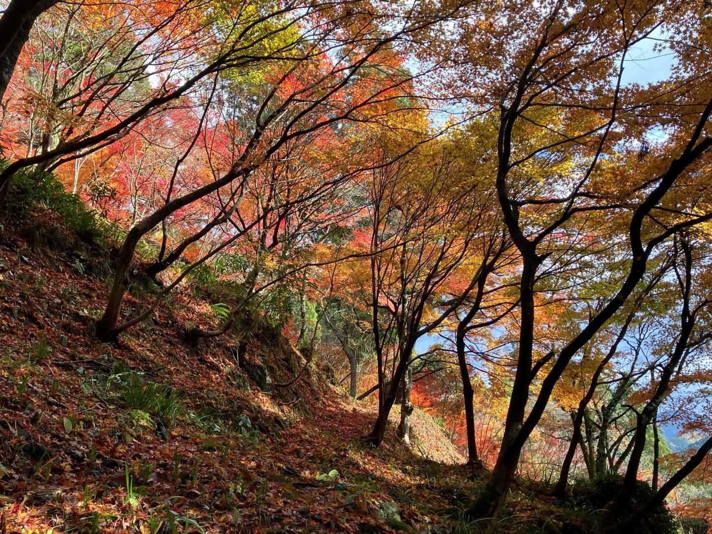 南三里山 往復コースの写真