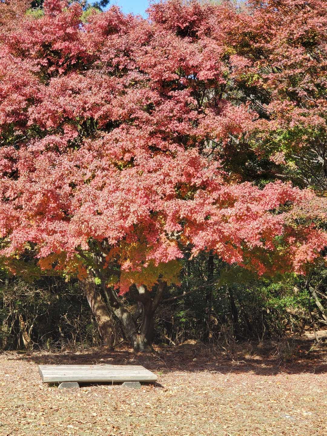 三笠山の紅葉