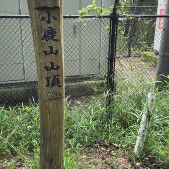 シブイ