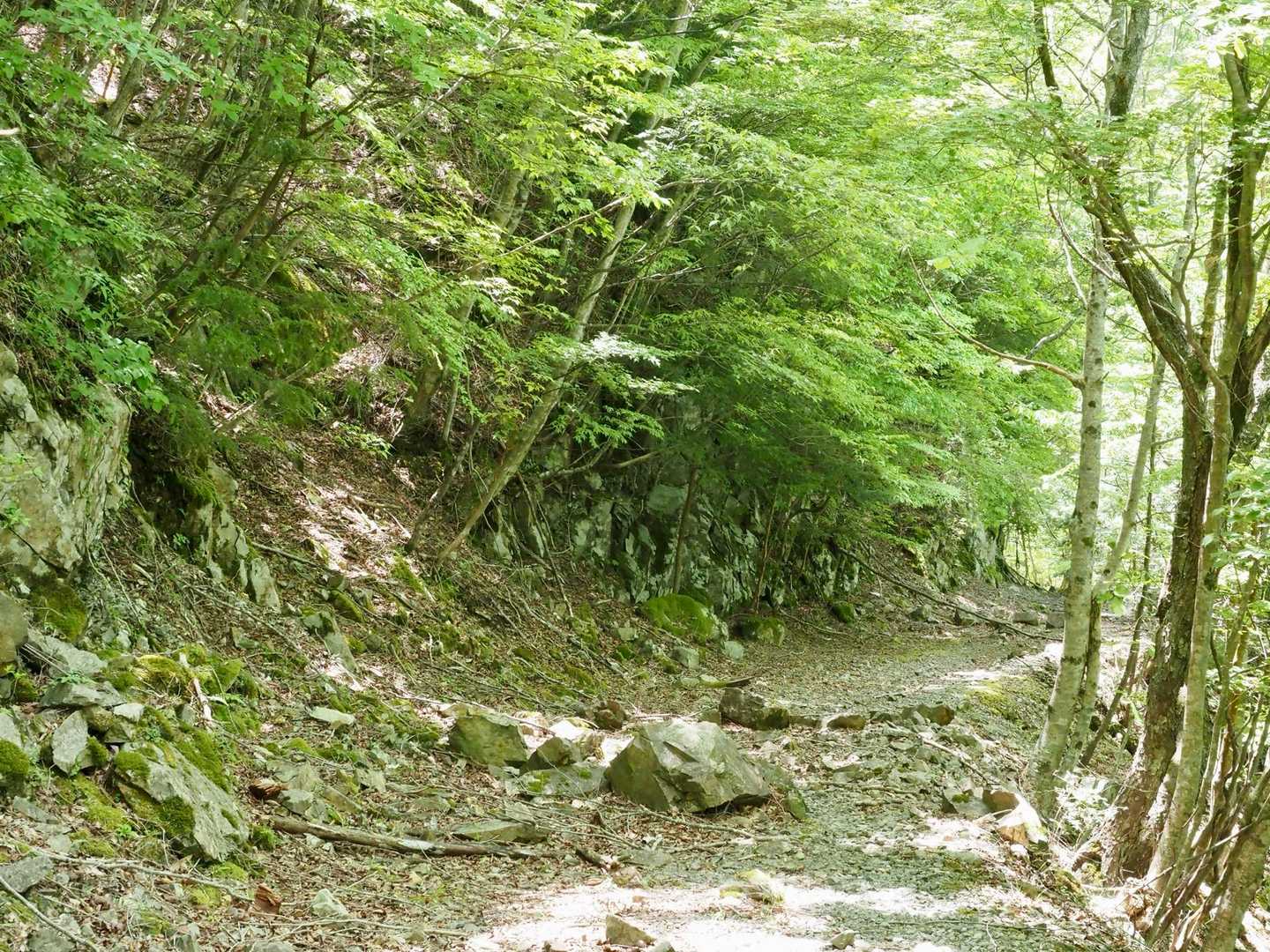林道に戻ってきました
後1時間くらいで車に着けそう