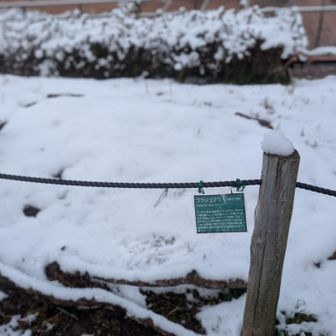 福寿草は雪の下