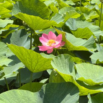 古代蓮の花
