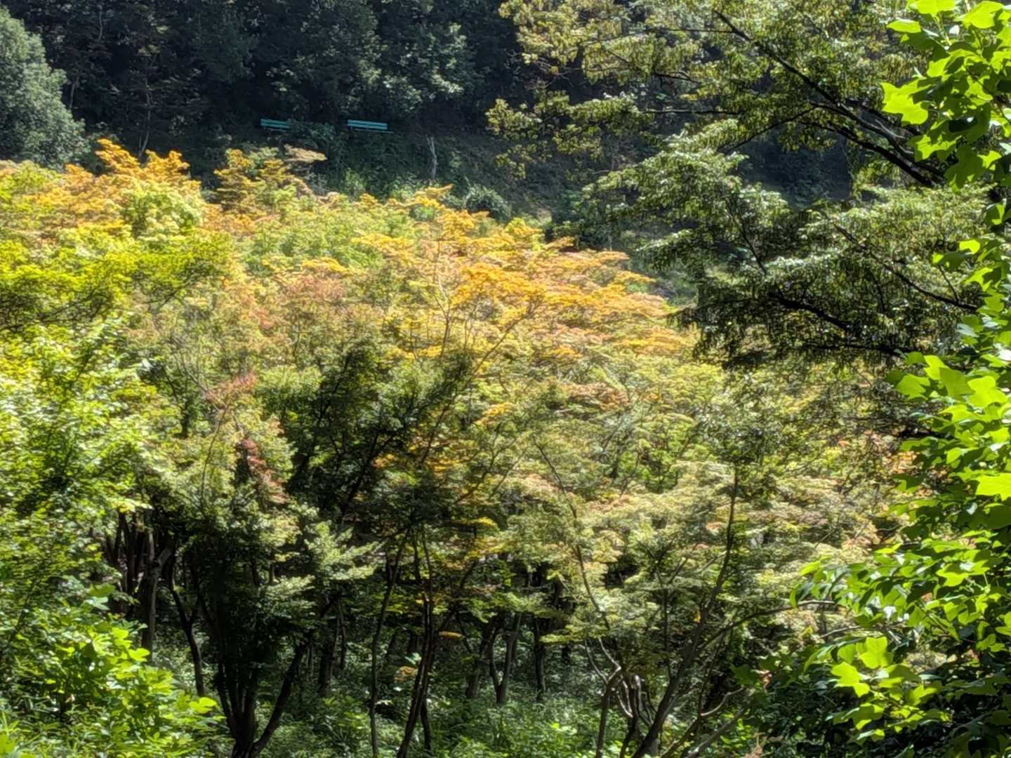 深緑最高です😊
