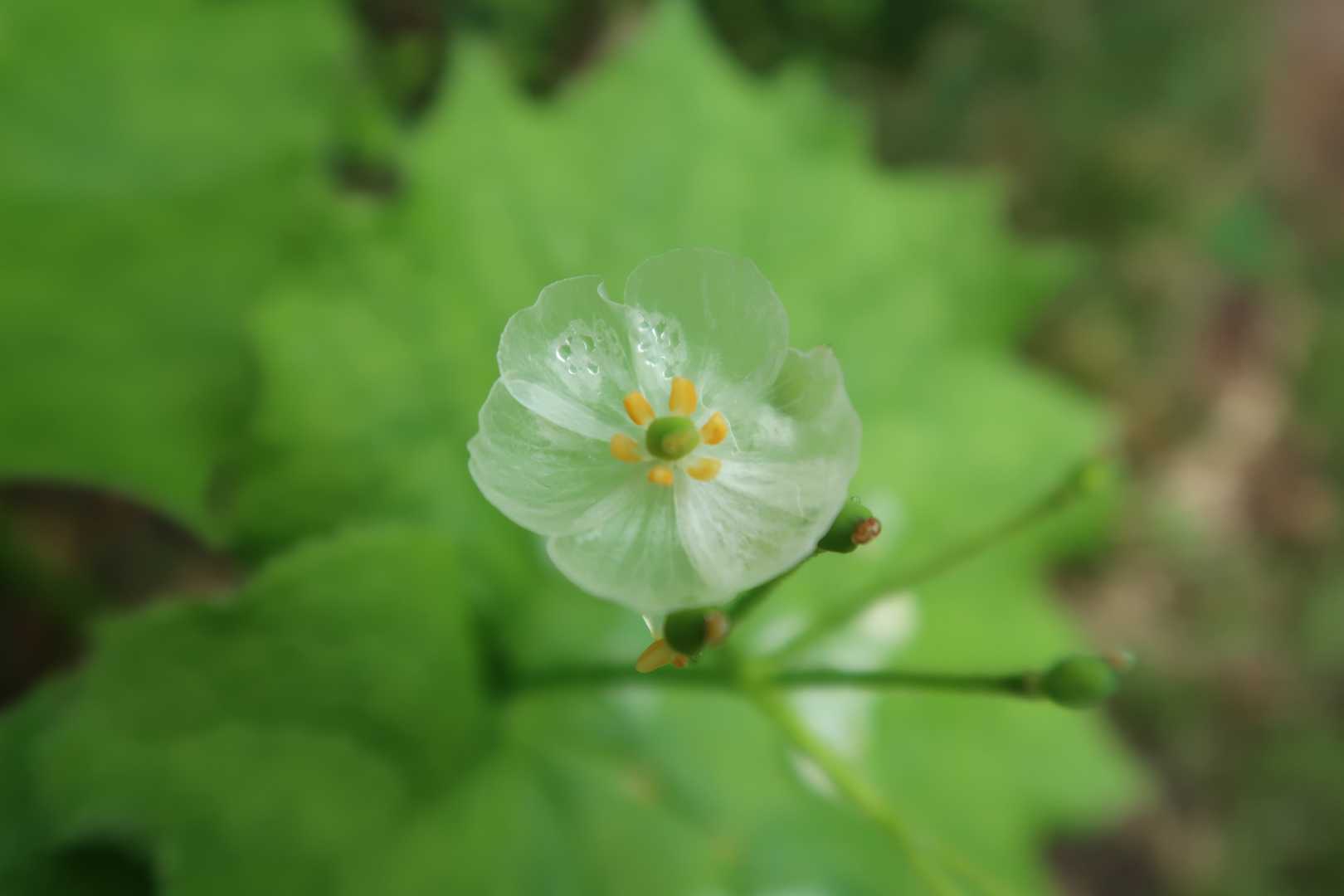 なんと❗なんと❗
久々に半透明のサンカヨウに出会えました～🎵🍀
肉眼だとかなり透明でした😄👍