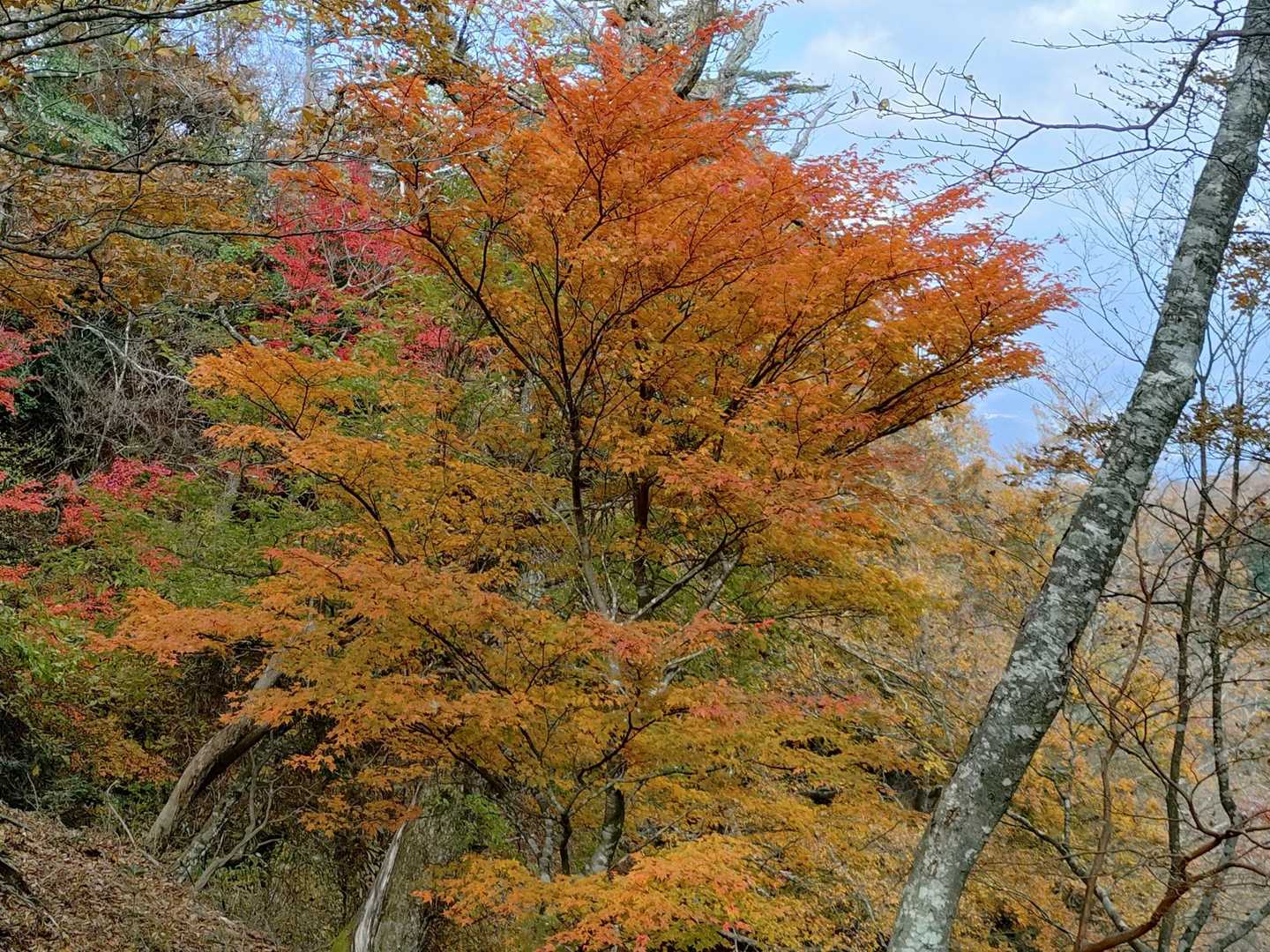 障子岩-大障子岩 縦走コースの写真