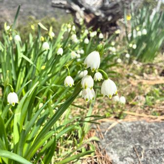 スノーフレーク‎🤍すずらん水仙
