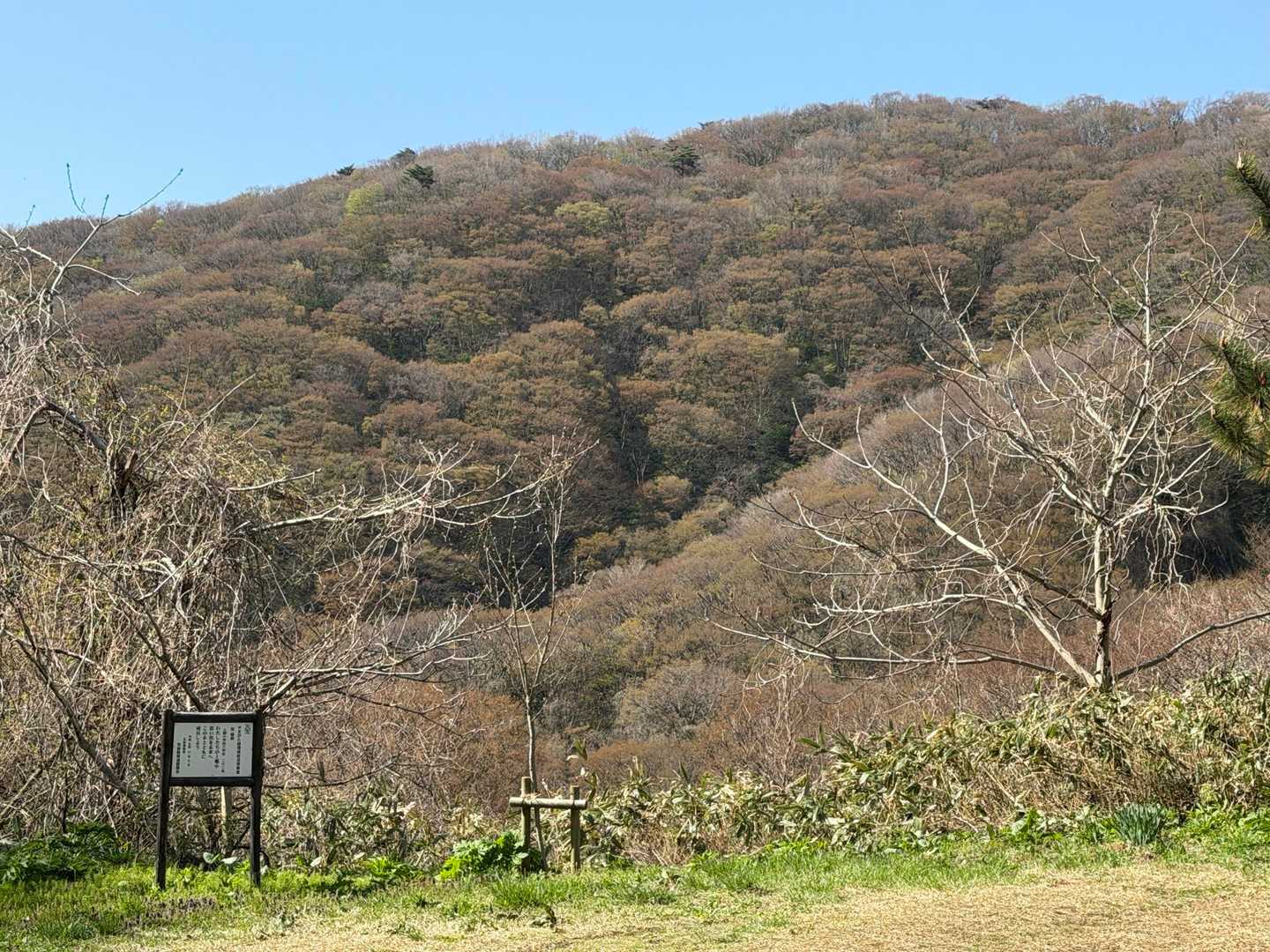 鞍乗峠から見上げる荒倉山