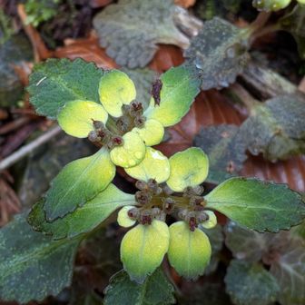 ヨゴレネコノメ