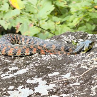 天狗岩に蟠る「ヤマガカシ」