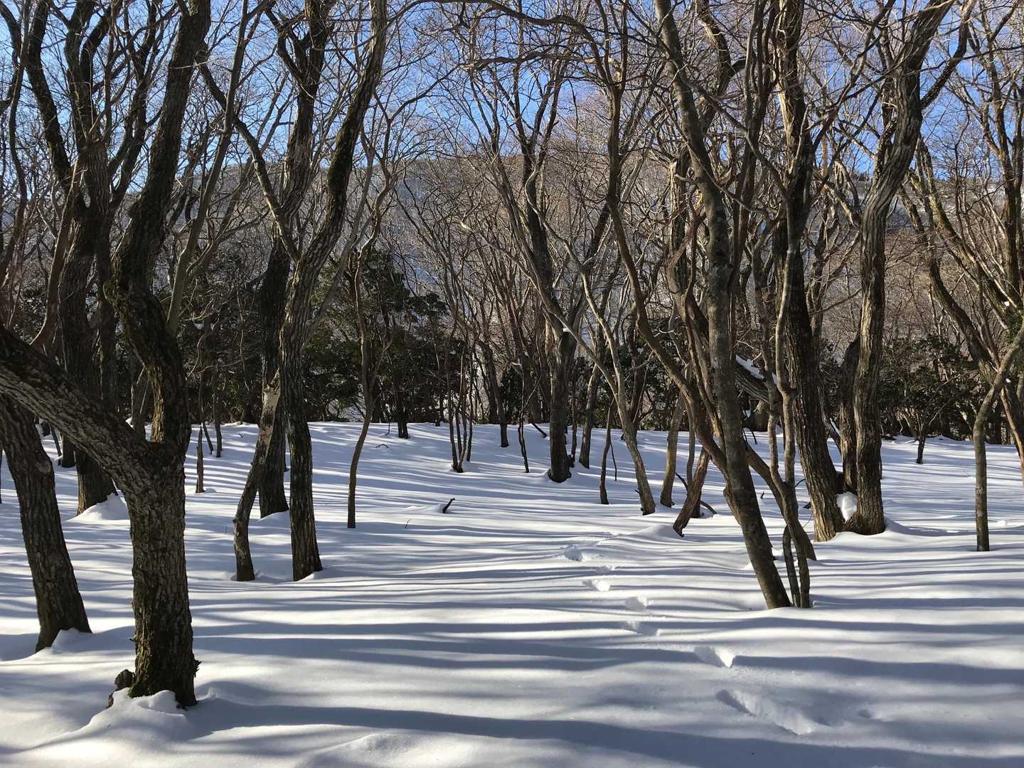 木々の間から稜線