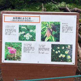 沢山の高山植物