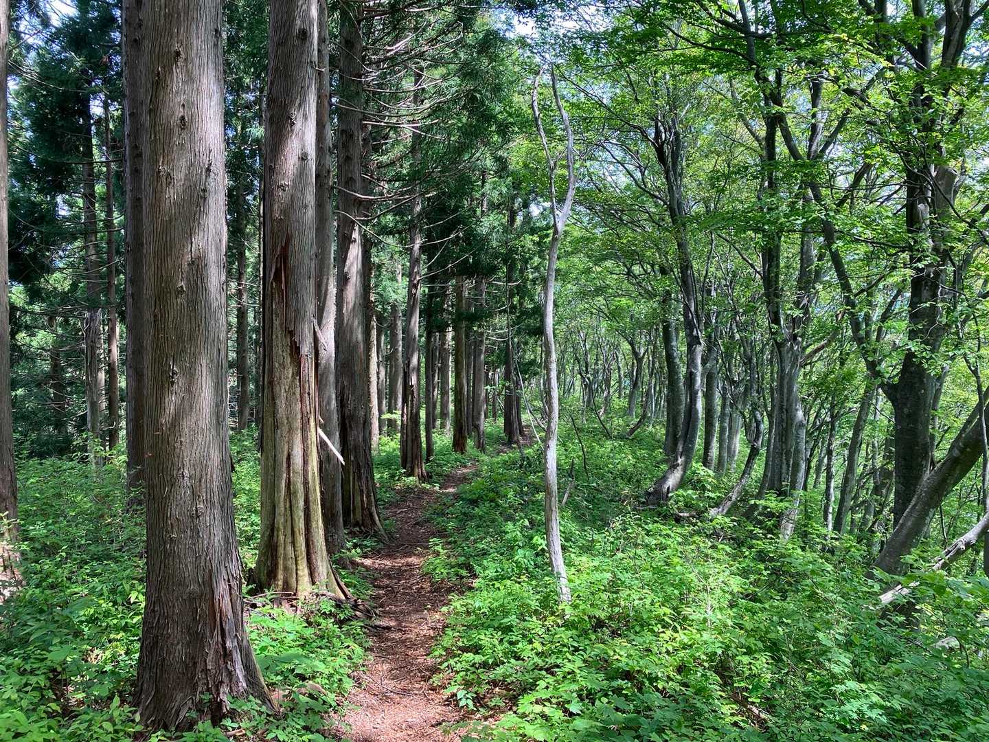 一部は杉とブナが背中合わせになります。