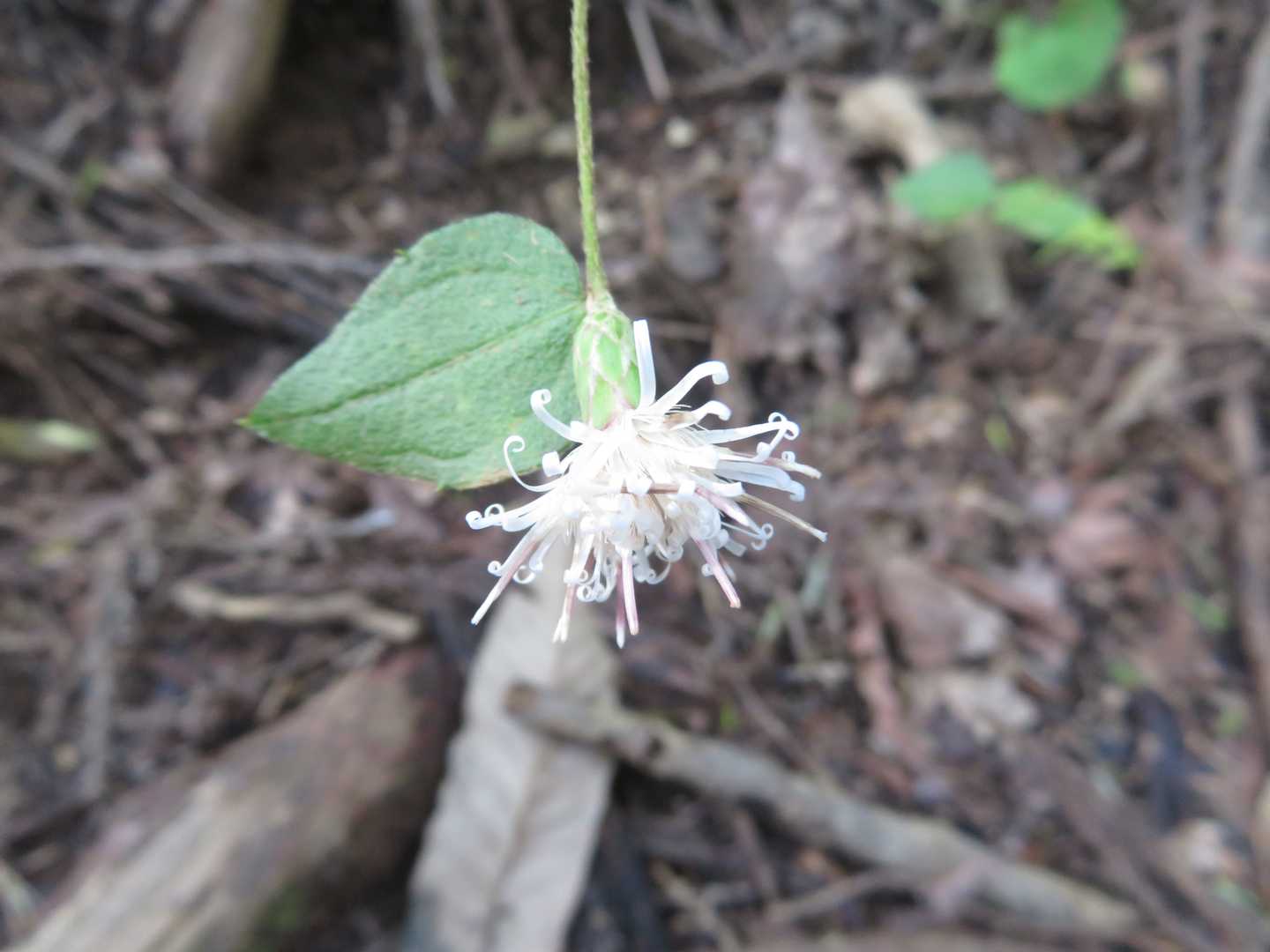下山途中で見つけたコウヤボウキの花