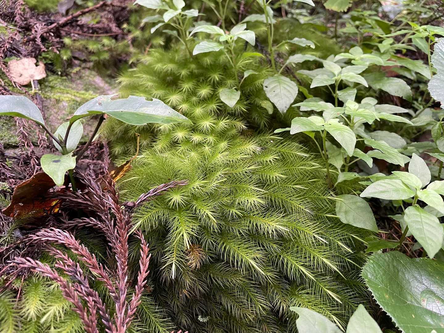 モフモフ苔