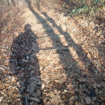 TJTですが、今日の折り返し地点は陣馬山山頂ではありません。氷華を探しに和田峠方面へ。
今日は暖かいから無理かなぁと思いつつ、以前醍醐丸から歩いて来た時には昼近くになっても残っていたので、期待しながら下ります。