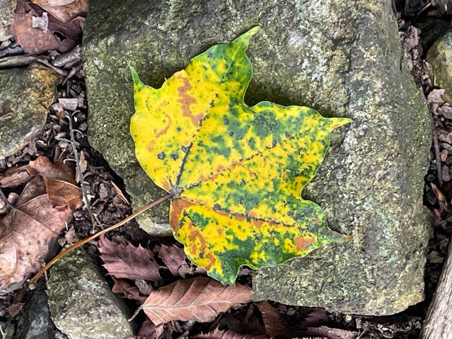 待ちに待った、秋が🍂