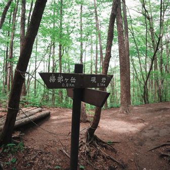 新緑の山歩きは最高です♪