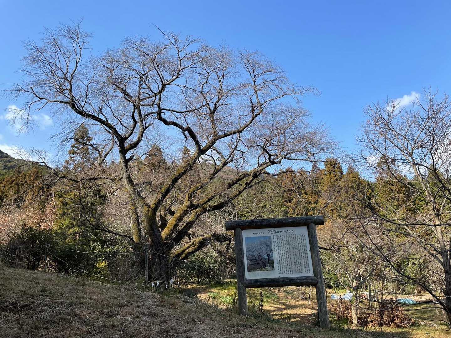 千女房のヤマザクラ〜春に🌸桜が咲く頃に
来てみたい〜立派な桜の木♫
本日は、ここよりスタート！