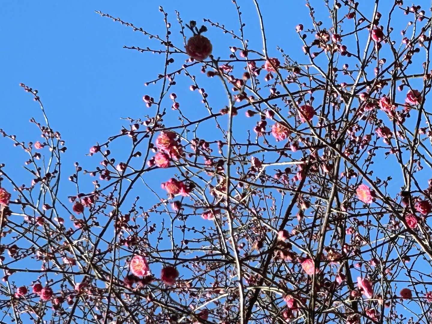 春だねぇ〜
