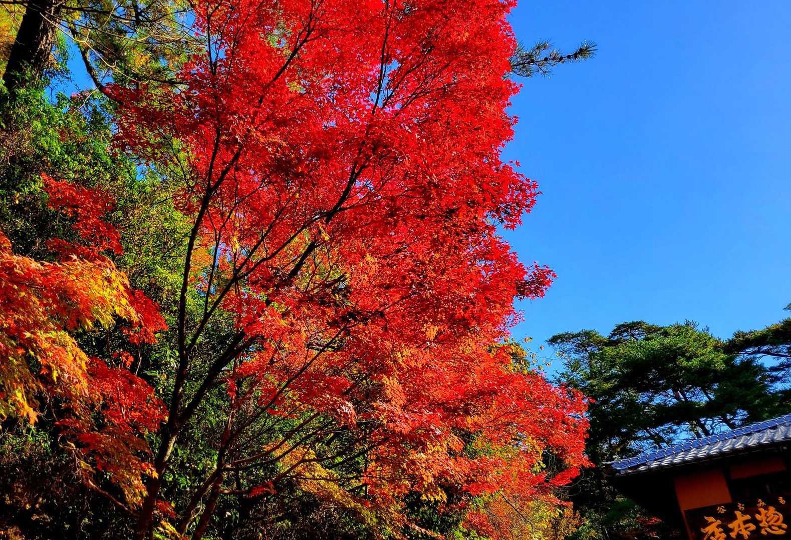 弥山登山道入口-弥山-駒ヶ林 縦走コースの写真