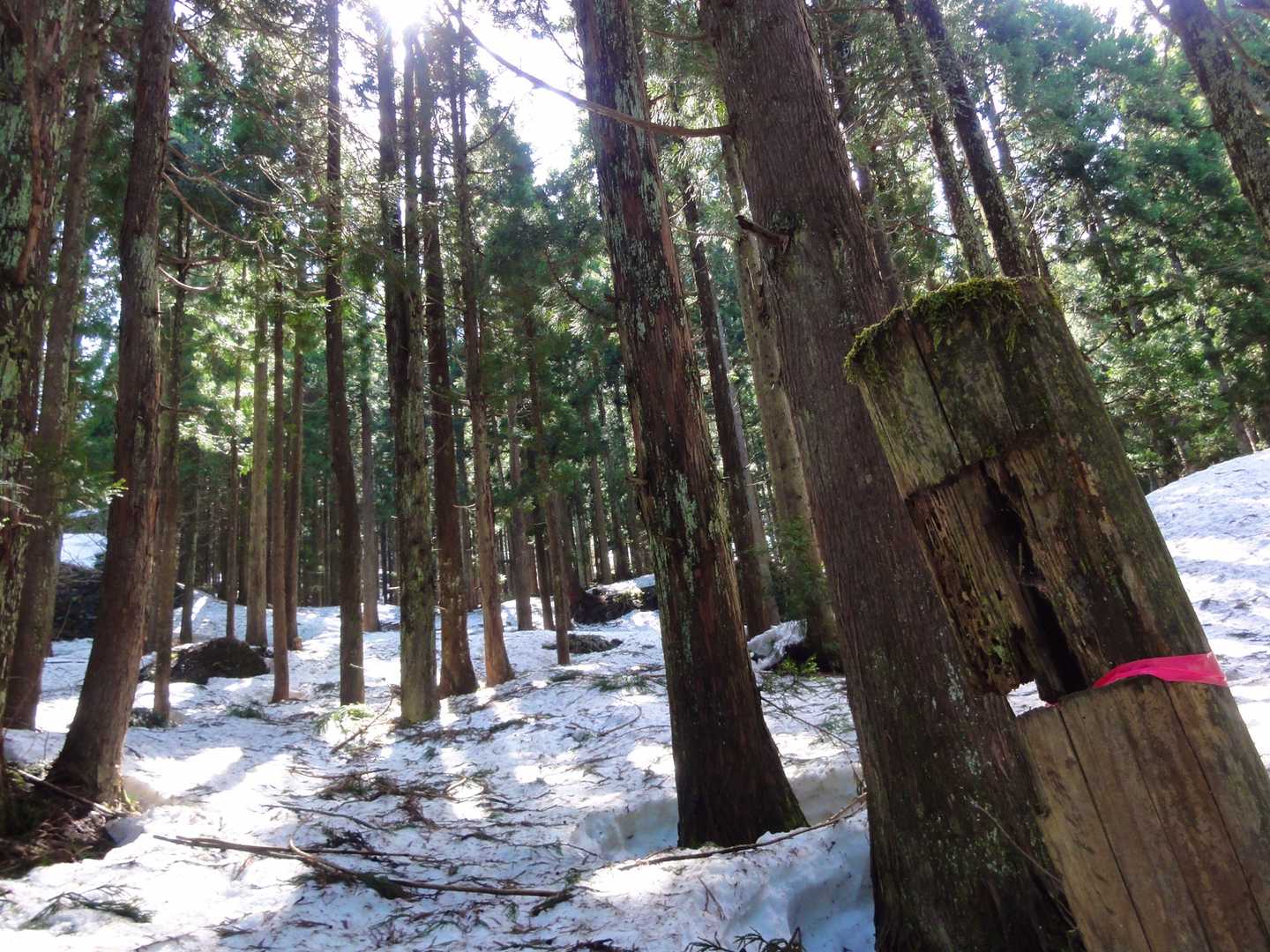 登山口に到着です。
さあ登りますよー。