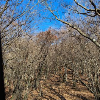 もうすっかり冬支度
下は枯葉の絨毯になってます、でも暑い💦

素晴らしい青空😊