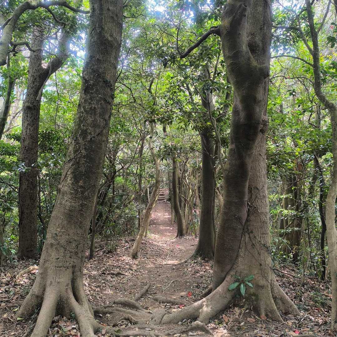この二本の木が門のよう✨