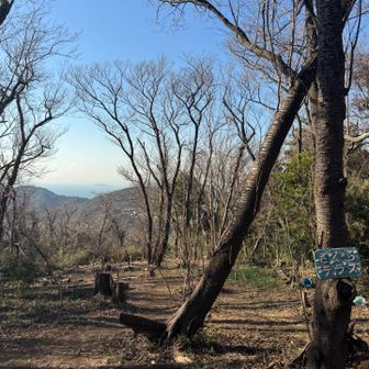 🌸さくらテラス🌸苗木が植えられていました。