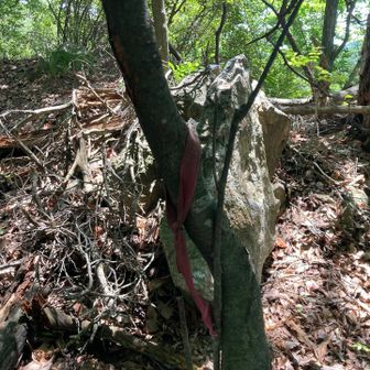 久保峰の山頂に到着！！
眺望はないし、山頂標識らしいものも見当たらない。
目に入った目印のような物は、この赤テープのみ(＞＜)
山頂っぽくもないから、YAMAPの地図見てなきゃ普通にスルーしてそう。