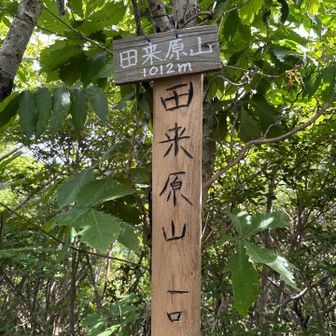 五座目、田来原山1012m ちょっと明るい
