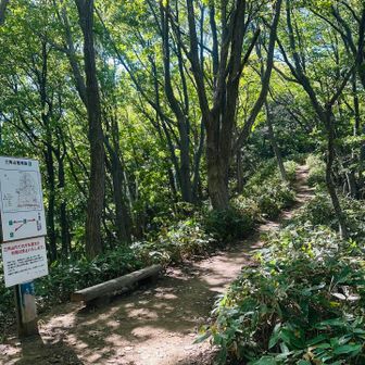 分岐を大倉山方向へ
陽射しのせいか歩いてると暑いくらいでした☀️