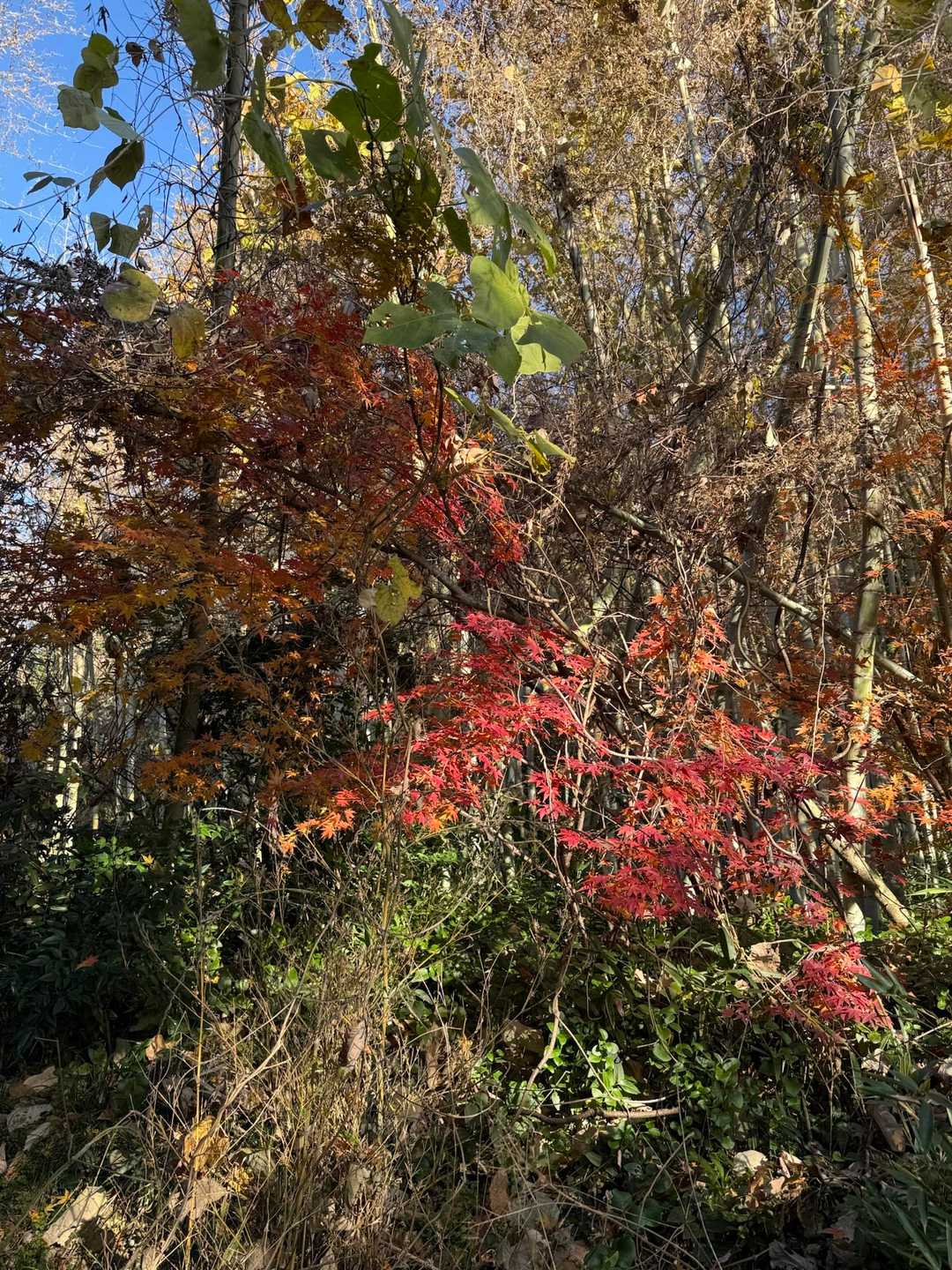 まだ紅葉が残ってた🍁
今年もたくさん山行けますように。晴れ女になれますように。素晴らしい景色に出会えますように。
、、、煩悩多すぎ？

一年の皆様の登山の安全をお祈りします🙏🏻✨
たくさんの楽しい活動日記も楽しみです。みなさんの山登りが素晴らしいものでありますように。
