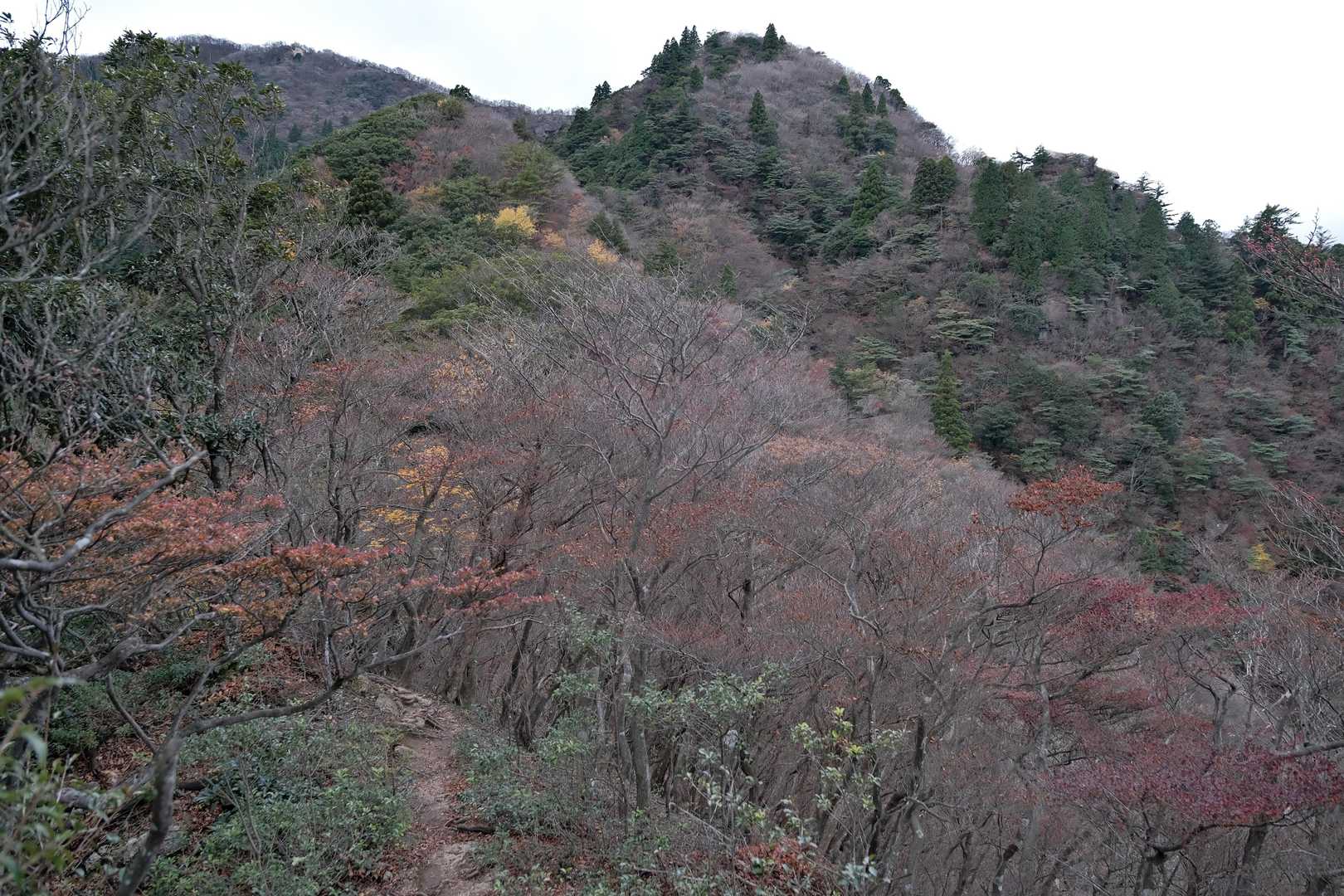 紅葉してたら綺麗やろなあ、、、、、_( :⁍ 」 )_
