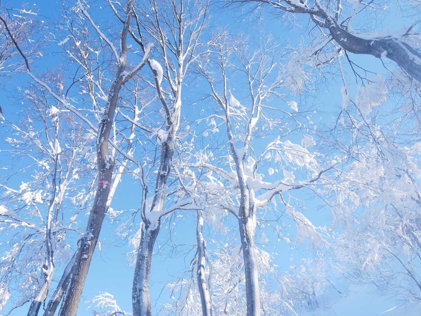 白山 往復コースの写真
