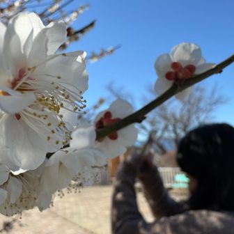 梅もまだ見れます！