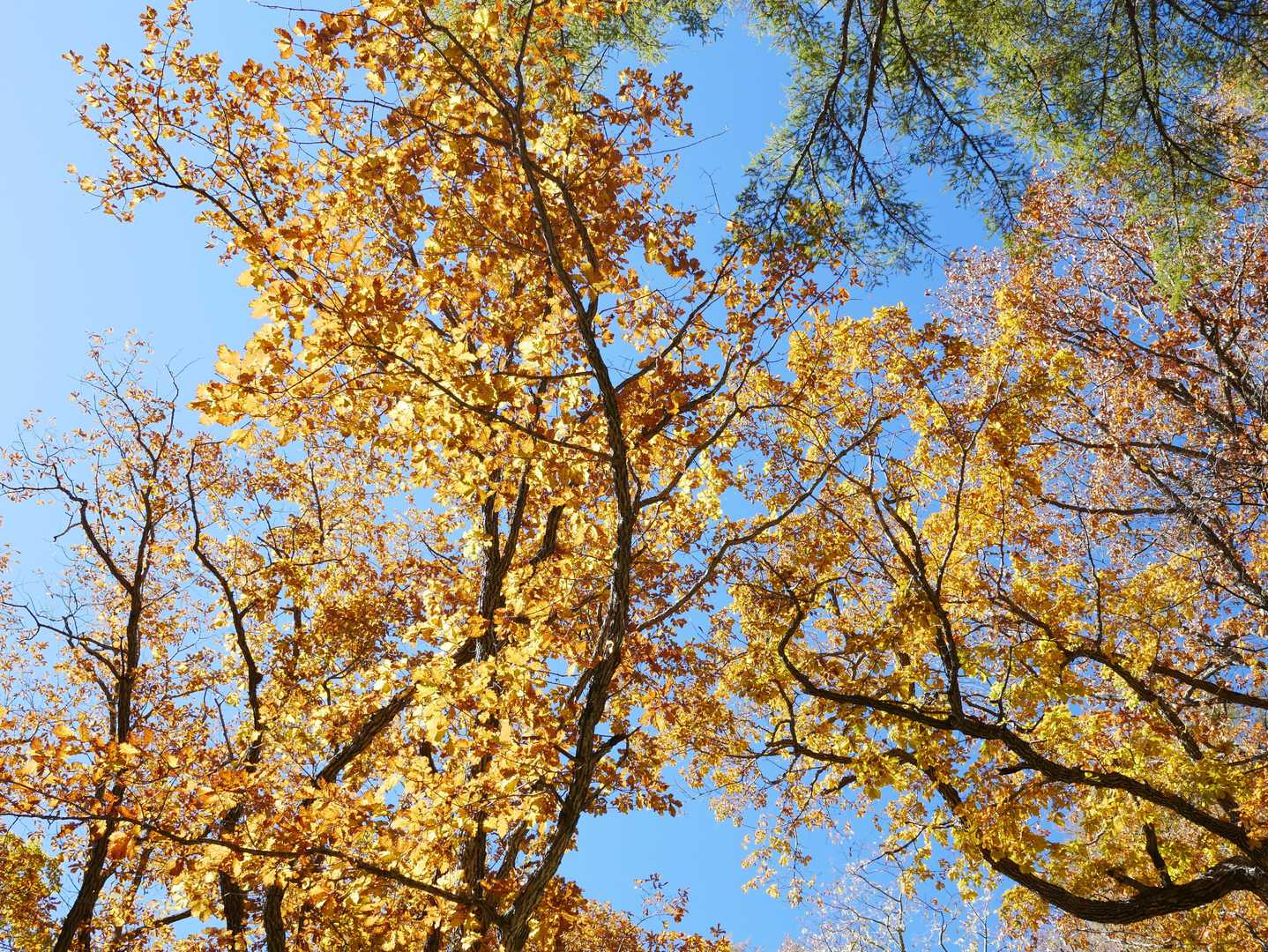 キラッキラの紅葉を観に、
沢ルートへ