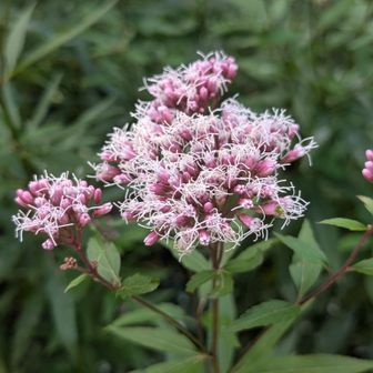 フジバカマの花❀
昨年は数え切れないほどのマサギマダラがいたのに…。
全く姿見えず