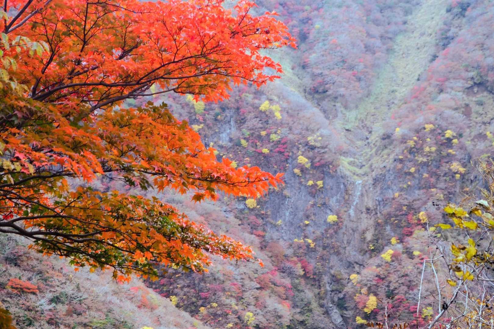 大戸尾根登山口-根子岳 往復コースの写真
