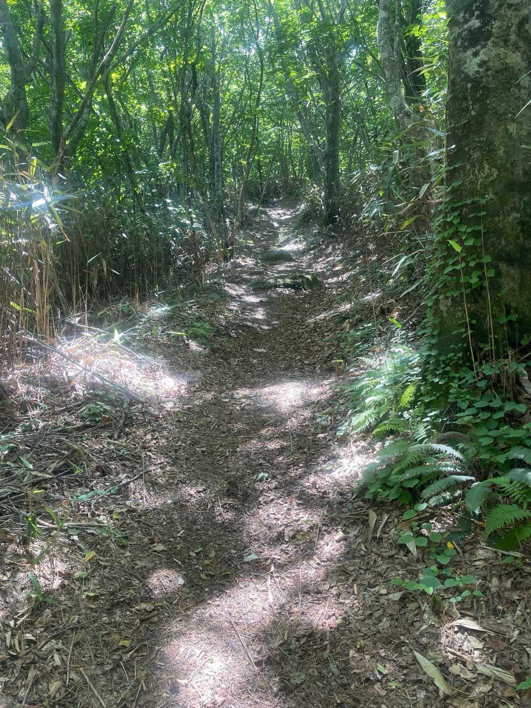 日山 往復コースの写真