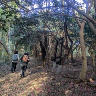 小さな島なのに
深い森🌲🌲🌲素敵でした