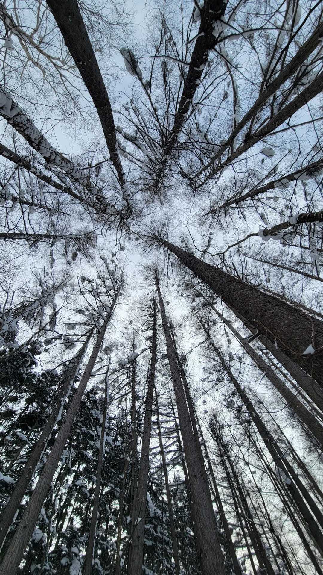 見上げる景色が好きなんです。