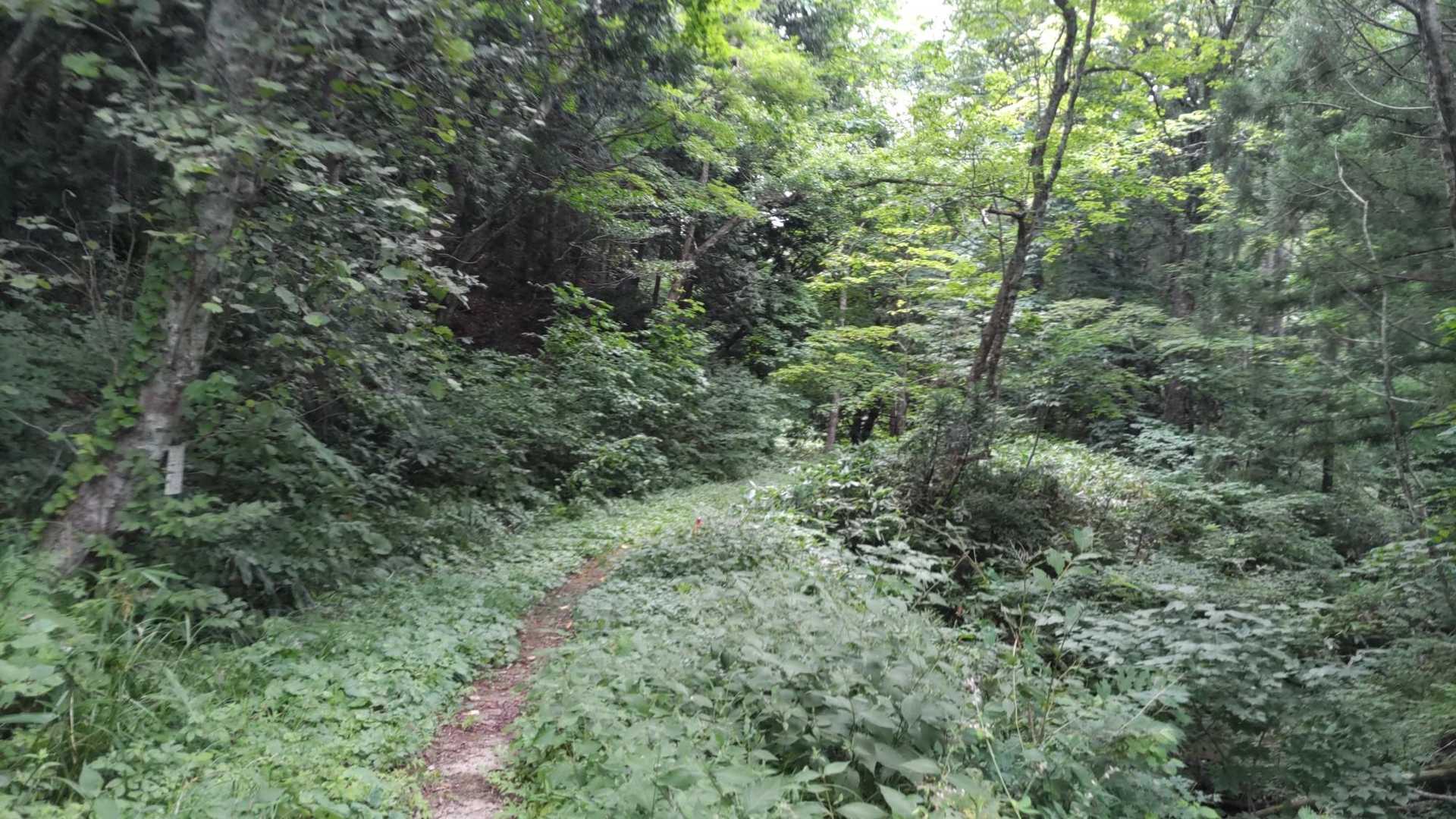 この辺はクマはどうなんだろ。