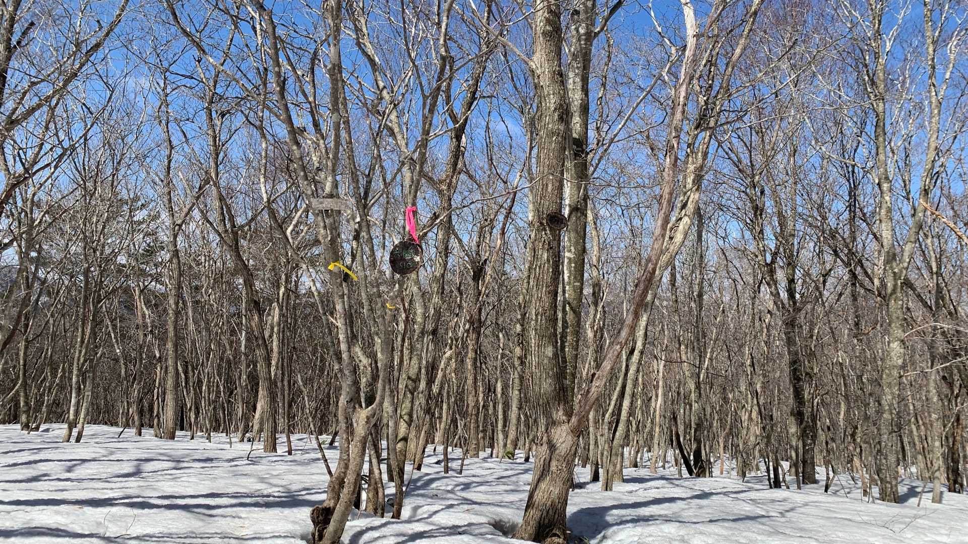 六郎山頂上到着🗻
六郎山頂上付近は一面残雪ありでした❄
ひでジイさんとお会いし、同じく周回して戻るとの事でご一緒させて頂きました💡