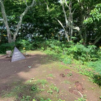 山頂回りも濃い緑に変わってきております