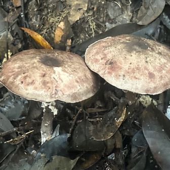🍄‍🟫🍄‍🟫