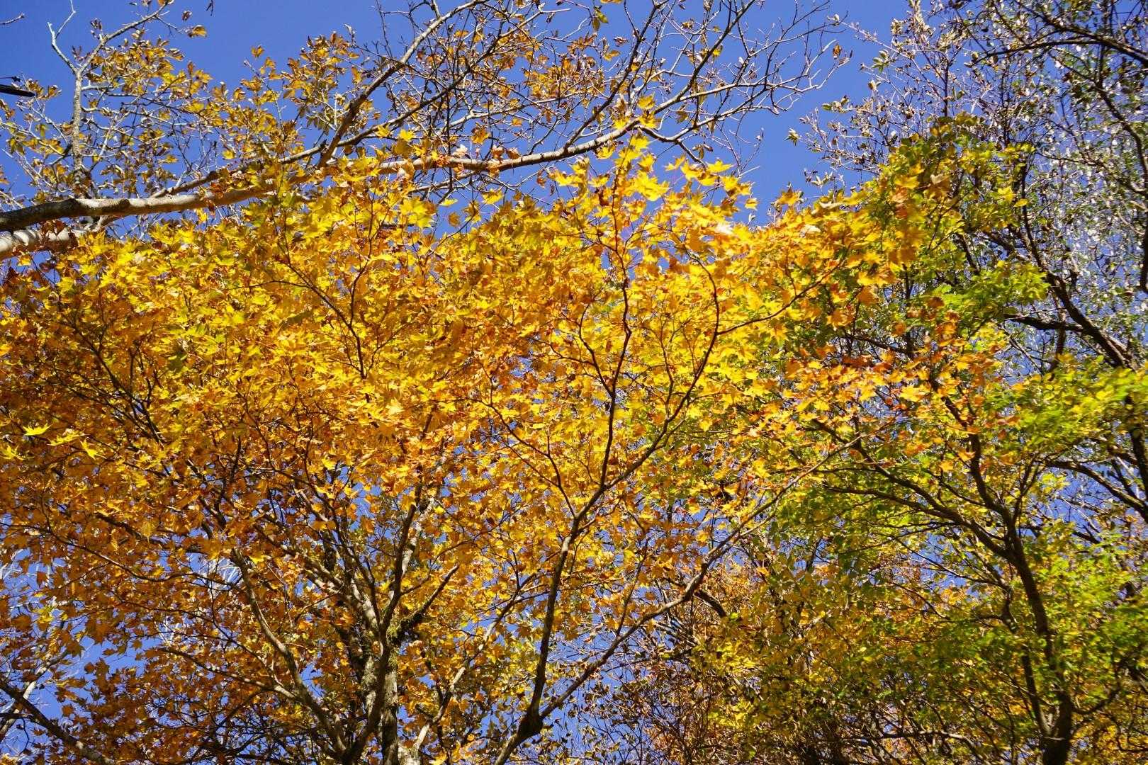 山頂近くは、紅葉祭り🍁