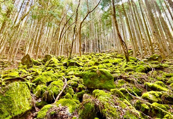 見行山（岐阜・905m）| 登山ルート・天気 | YAMAP / ヤマップ